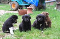 Milou, Baghira, Mogli und Caramel