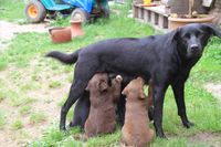 Hundefamilie